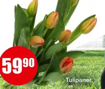 Spar Tulipaner tilbud