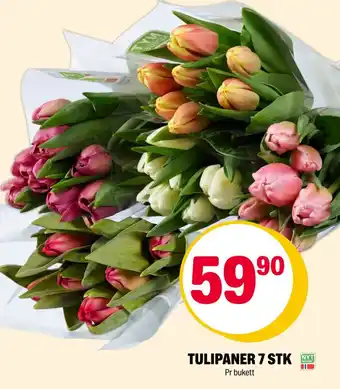 Coop Extra Tulipaner 7 stk nyt tilbud