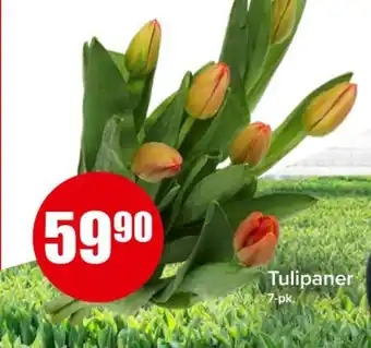 Spar Tulipaner tilbud