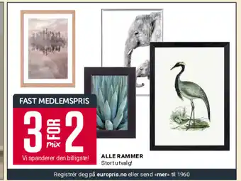 Europris ALLE RAMMER tilbud
