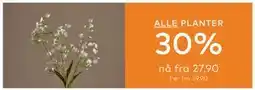Skeidar ALLE PLANTER tilbud