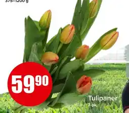 Spar Tulipaner tilbud