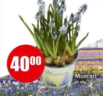 Spar Muscari tilbud