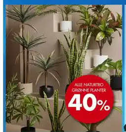 Sparkjøp ALLE NATURTRO GRØNNE PLANTER tilbud