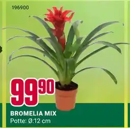 Europris BROMELIA MIX tilbud