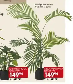 Sparkjøp ARECA PALME 80 CM tilbud