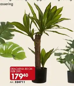 Sparkjøp DRACAENA 80 CM tilbud