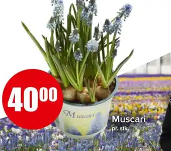 Spar Muscari tilbud