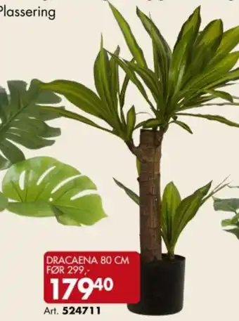 Sparkjøp Dracaena tilbud