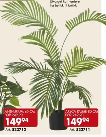 Sparkjøp Areca palme tilbud