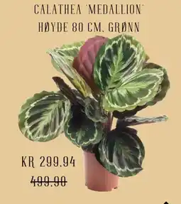 Plantasjen Calathea medallion' høyde tilbud