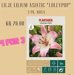 Plantasjen LILJE LILIUM ASIATIC ‘LOLLYPOP' tilbud