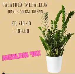 Plantasjen Calathea 'medallion' høyde tilbud