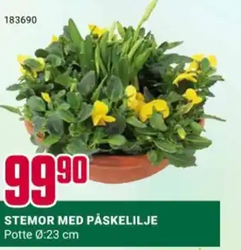 Europris Stemor med påskelilje tilbud