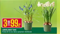 Europris Løkblomst mix tilbud