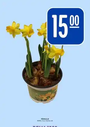 Rema 1000 PÅSKELILJE tilbud