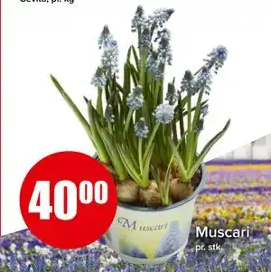 Spar Muscari tilbud