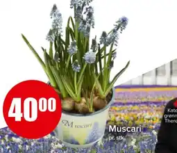 Spar Muscari tilbud