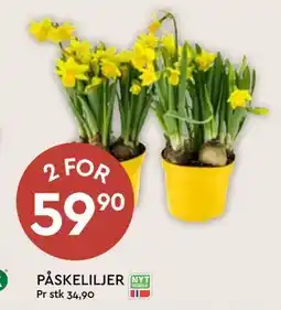 Coop Mega PÅSKELILJER tilbud