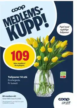 Matkroken Tulipaner 14 stk tilbud