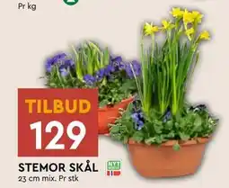 Coop Mega STEMOR SKÅL tilbud