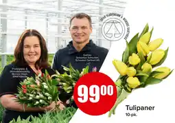 Spar Tulipaner tilbud
