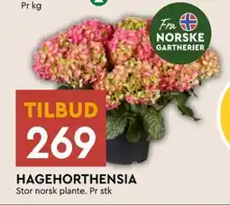 Coop Mega HAGEHORTHENSIA tilbud