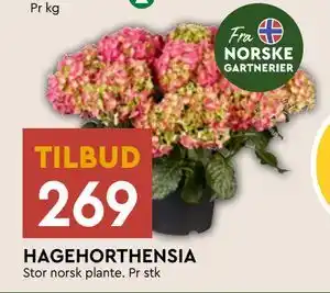 Coop Mega HAGEHORTHENSIA tilbud