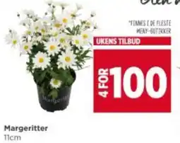 Meny Margerit tilbud