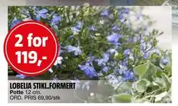 Bauhaus LOBELIA STIKL.FORMERT tilbud