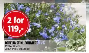 Bauhaus LOBELIA STIKL.FORMERT tilbud