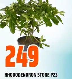 Coop Obs Rhododendron store p23 tilbud