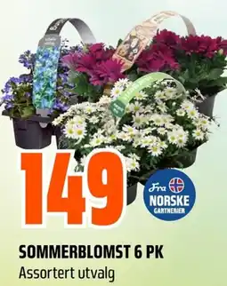 Coop Obs Sommerblomst 6 pk tilbud
