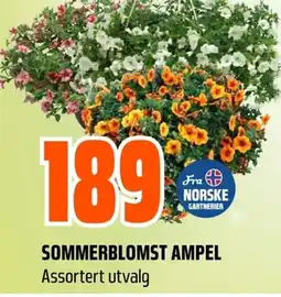 Coop Obs Sommerblomst ampel tilbud