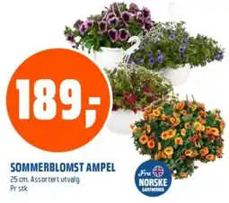 Coop Obs SOMMERBLOMST AMPEL tilbud