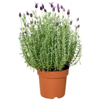 IKEA Lavandula Potteplante, lavendel, 15 cm tilbud