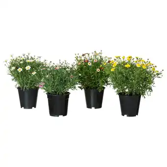 IKEA Argyranthemum frutescens Potteplante, margeritt, 19 cm tilbud