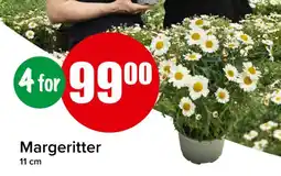 Spar Margeritter tilbud