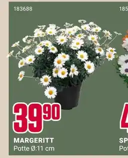 Europris MARGERITT tilbud
