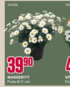 Europris MARGERITT tilbud