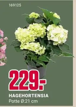 Europris HAGEHORTENSIA tilbud