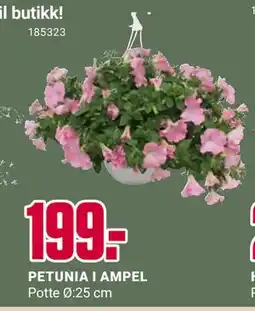 Europris PETUNIA I AMPEL tilbud