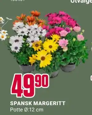 Europris SPANSK MARGERITT tilbud