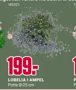 Europris LOBELIA I AMPEL tilbud
