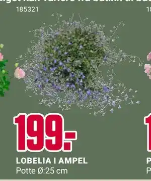 Europris LOBELIA I AMPEL tilbud