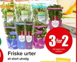 Spar Friske urter tilbud
