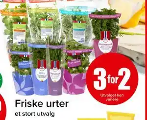 Spar Friske urter tilbud