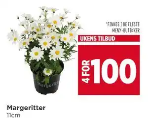 Meny Margeritter tilbud