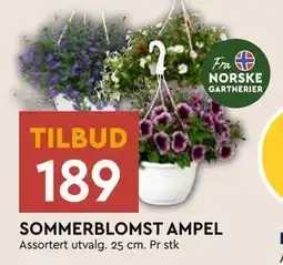 Coop Mega SOMMERBLOMST AMPEL tilbud