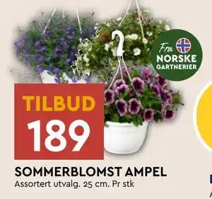 Coop Mega SOMMERBLOMST AMPEL tilbud